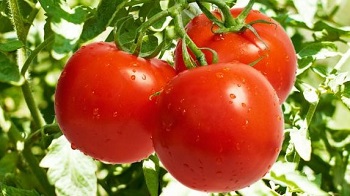 日本人在山东租了1500亩地，闲置5年任草疯长，结果...