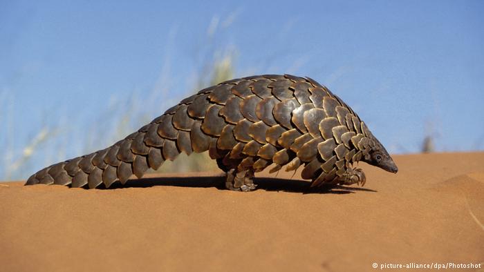 中国餐桌上的珍稀动物——穿山甲