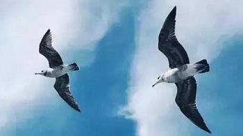 【组图】犹太人的独特思维值得学习