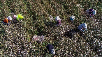 评论：关于维吾尔人强迫劳动问题