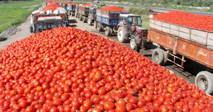 意大利番茄酱巨头呼吁欧盟抵制新疆进口，引发贸易与人权讨论