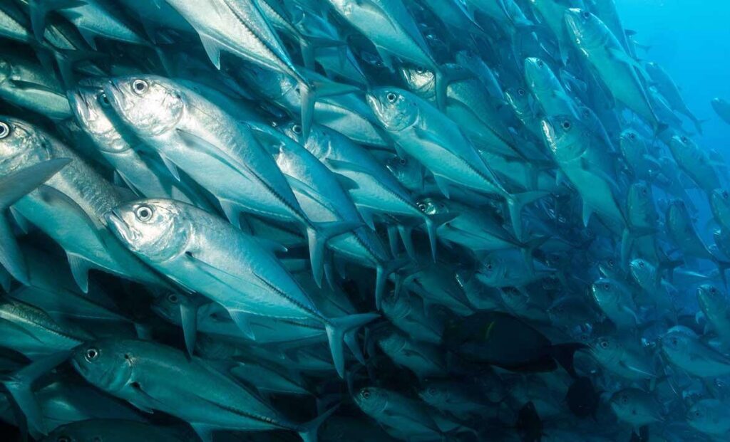 中国在黄海建设“养鱼场”引发韩国担忧