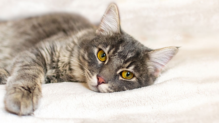 针对患癌猫咪的这项研究可能造福猫主人以及全人类！